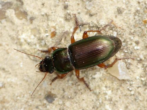 Réf. 197 430 : Harpalus affinis